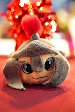 05 LegionAppel Roemergd 2025-11-08 05  Von der karnevalistischen Messe bis zum Legionsappell  - Begonnen hat der Tag mit der karnevalistischen Messe in der Abteikirche in Duisburg Hamborn. Danach dann die Auftaktveranstaltung der Nord-Vereine auf der Bühne auf dem Rathausplatz.Über einen kleinen Zwischenstopp in der Wagenbauhalle des .1 OKK 99 Oschau-Berger Jonges e.V. ging es dann zur Party der KG Sonniger Süden in die Falkstraße. Von dort ins „St. Ewald Gemeindehaus“ in Laar, dort feierte die Rot-Goldenen KG. Dann zurück dann in die City zum „IntercityHotel“. Die Römergarde hat zum Legionsappell geladen. : DVPJ, Toni I, Jules I., Prinz Karneval, Prinz, Prinzessin Aileen I., Hofmarschälle, Page, Pagen, Paginnen, HDK, Duisburg, Karneval, Helau, Tollität, Event, Session 2025, Session 2025, HDK Duisburg, Hauptausschuss, Hauptausschuss Karneval Duisburg, Duisburg ist echt