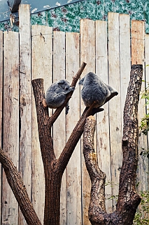 Zoo Duisburg 2026-01-29 01  Ene Besuch em Zoo - Der Zoobesuch ist eine schöne Tradition für die amtierenden Tollitäten der Stadt. Diesmal  besuchten wir außer Kamel, Koala, Delphin und Co. auch die Zebras, wenn auch nicht Blau-Weiß gestreift. : DVPJ, Toni I, Jules I., Prinz Karneval, Prinz, Prinzessin Aileen I., Hofmarschälle, Page, Pagen, Paginnen, HDK, Duisburg, Karneval, Helau, Tollität, Event, Session 2025, Session 2025, HDK Duisburg, Hauptausschuss, Hauptausschuss Karneval Duisburg, Duisburg ist echt
