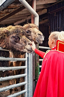 Zoo Duisburg 2026-01-29 09  Ene Besuch em Zoo - Der Zoobesuch ist eine schöne Tradition für die amtierenden Tollitäten der Stadt. Diesmal  besuchten wir außer Kamel, Koala, Delphin und Co. auch die Zebras, wenn auch nicht Blau-Weiß gestreift. : DVPJ, Toni I, Jules I., Prinz Karneval, Prinz, Prinzessin Aileen I., Hofmarschälle, Page, Pagen, Paginnen, HDK, Duisburg, Karneval, Helau, Tollität, Event, Session 2025, Session 2025, HDK Duisburg, Hauptausschuss, Hauptausschuss Karneval Duisburg, Duisburg ist echt