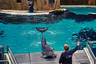 Zoo Duisburg 2026-01-29 23  Ene Besuch em Zoo - Der Zoobesuch ist eine schöne Tradition für die amtierenden Tollitäten der Stadt. Diesmal  besuchten wir außer Kamel, Koala, Delphin und Co. auch die Zebras, wenn auch nicht Blau-Weiß gestreift. : DVPJ, Toni I, Jules I., Prinz Karneval, Prinz, Prinzessin Aileen I., Hofmarschälle, Page, Pagen, Paginnen, HDK, Duisburg, Karneval, Helau, Tollität, Event, Session 2025, Session 2025, HDK Duisburg, Hauptausschuss, Hauptausschuss Karneval Duisburg, Duisburg ist echt