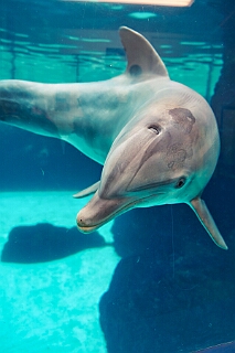 Zoo Duisburg 2026-01-29 27  Ene Besuch em Zoo - Der Zoobesuch ist eine schöne Tradition für die amtierenden Tollitäten der Stadt. Diesmal  besuchten wir außer Kamel, Koala, Delphin und Co. auch die Zebras, wenn auch nicht Blau-Weiß gestreift. : DVPJ, Toni I, Jules I., Prinz Karneval, Prinz, Prinzessin Aileen I., Hofmarschälle, Page, Pagen, Paginnen, HDK, Duisburg, Karneval, Helau, Tollität, Event, Session 2025, Session 2025, HDK Duisburg, Hauptausschuss, Hauptausschuss Karneval Duisburg, Duisburg ist echt
